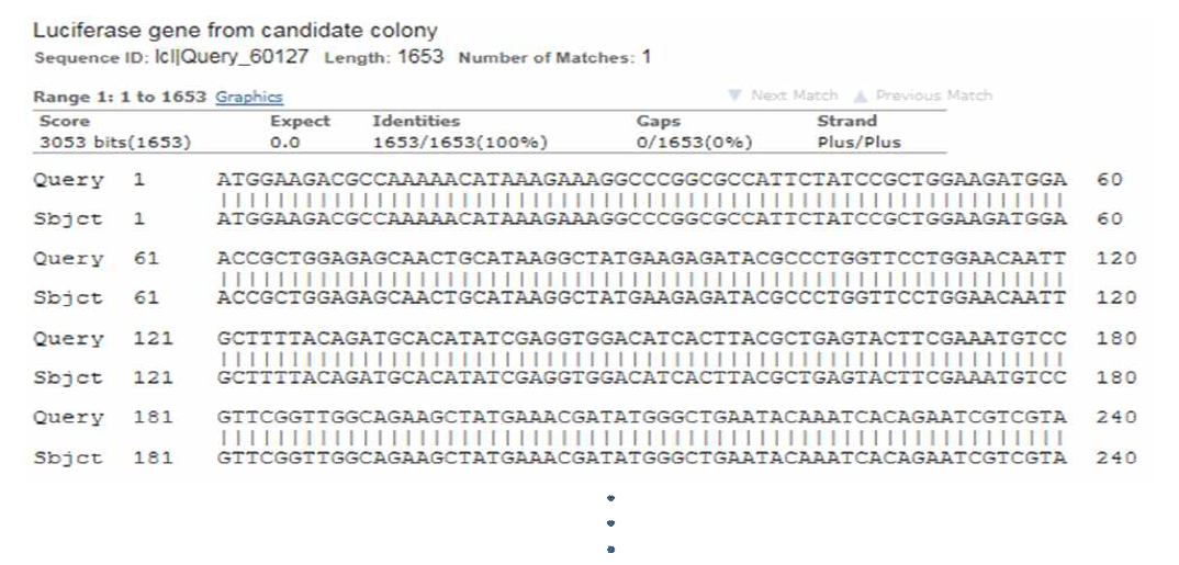 선별한 유산균내에 도입된 luciferase 유전자 sequencing 결과 중 일부