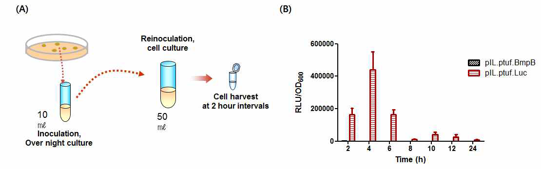 Luciferase assay를 위한 sampling 방법 (A) 과 측정 결과 (B)