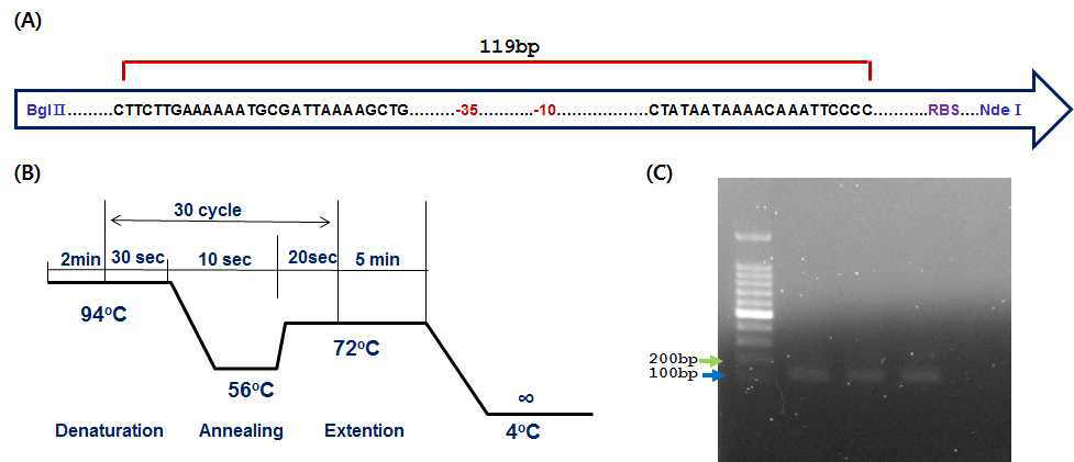 tuf 프로모터 모식도 (A) 와 core region PCR 조건 (B) 및 전기영동 결과 (C)