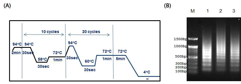Core region repeating을 위한 PCR 조건 (A) 과 전기영동 결과 (B)