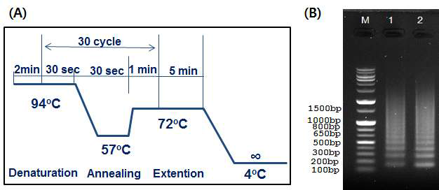 제한효소와 RBS 서열을 extention 시키기 위한 PCR 조건 (A) 과 그 전기영동 결과 (B)