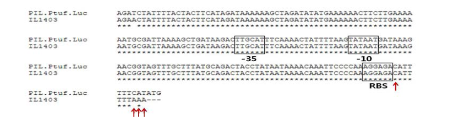 pIL.Ptuf.Luc 벡터에 존재하는 tuf 프로모터와 IL1403 genome상에 존재하는 tuf 프로모터의 alignment 결과