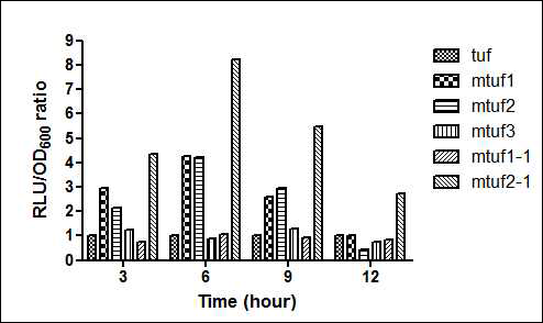 Modified tuf 프로모터 그룹의 luciferase activity 비교 결과