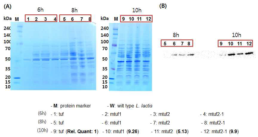 SDS-PAGE (A) 와 luciferase 특이적 antibody를 이용한 western blot (B) 결과