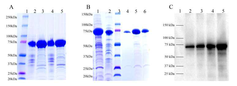 mRANKL fusion protein의 SDS-PAGE와 wetern blot 분석 결과