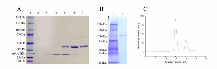 Affinity chromatography와 gel filteration chromatography를 통한 mRANKL의 정제