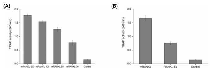 (A) RANKL 처리농도에 따른 RAW264.7 세포의 활성화 측정, (B) RANKL 길이에 따른 RAW264.7 세포의 활성화 측정