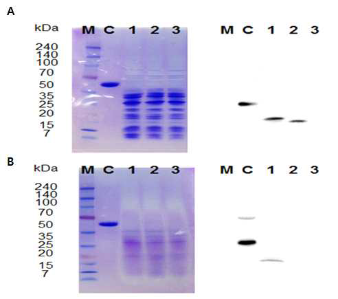 형질전환 유산균 균주에서 Usp45-sRANKL (A), sRANKL (B) 발현과 분비 M, marker; C, commercial sRANKL; lane 1, u.LAB; lane 2, s.LAB; lane 3, wild-type