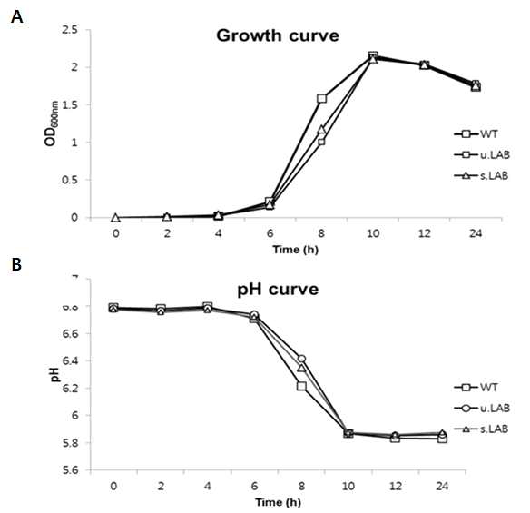 형질전환 유산균 균주와 wild type의 성장률 및 산 생산능력