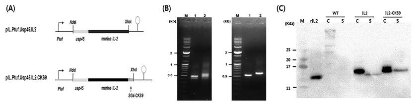 (A) IL-2 유전자 클로닝 모식도, (B) IL-2 유전자 클로닝, (C) IL-2 생산 western blot 확인