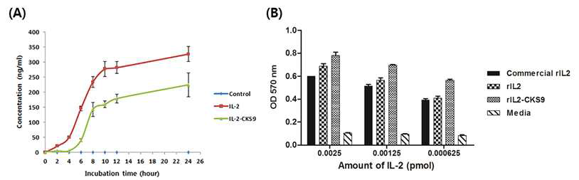 (A) IL-2 생산량 측정 (B) MTT assay를 통한 IL-2 활성 검사