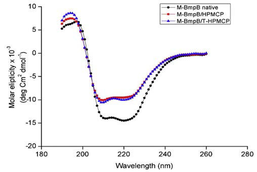 미립자 담지 전 후 M-BmpB의 Secondary structure