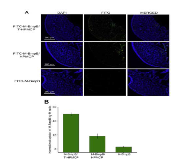 쥐의 소장 Peyer’s patch내 FITC-labeled M-BmpB의 Localization