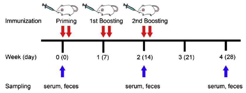 I n vivo oral immunization 실험 스케쥴