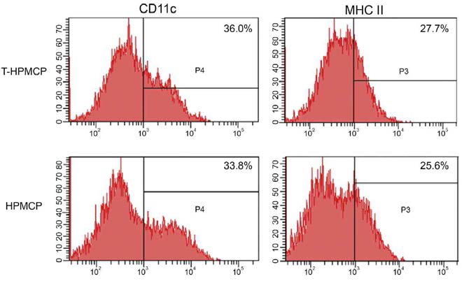 경구투여 후 Peyer’s patch 내 특정 면역세포의 Flow cytometry 분석 결과