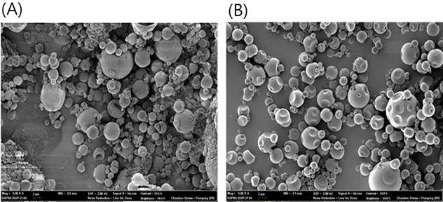 CAP (A)와 Thiolated CAP (B) microsphere의 FE-SEM 사진