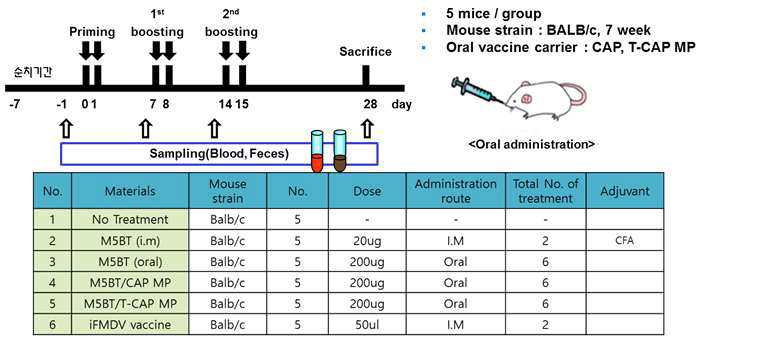 T-CAP 코팅 FMD 항원 경구면역 실험 계획