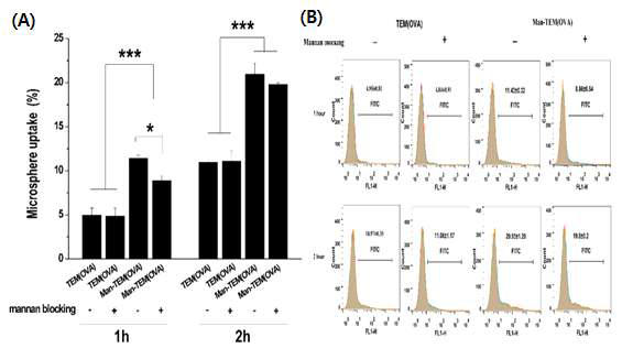 Man-TEM (OVA-FITC)의 Raw264.7 cell line에 의한 uptaking assay 결과