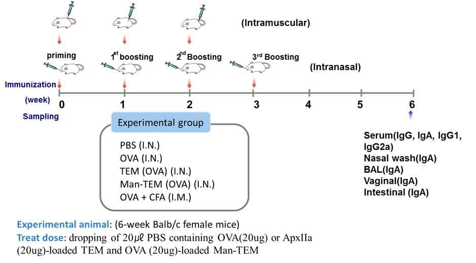 Mouse in vivo immunization 스케줄 및 그룹 분배