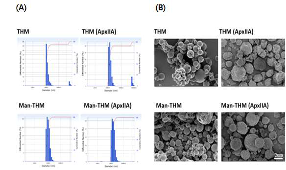 항원단백질을 담지 혹은 담지하지 않은 THM과 Man-THM의 size분포도와 FE-SEM사진