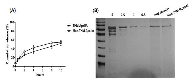 I n vitro pH7.4 조건에서 방출거동 분석 (A). SDS-PAGE를 통한 단백질 담지 전, 후의 단백질 구조적 변화 검증 (B) (1:5ug ApxIIA, 2: 2.5ug ApxIIA, 3: 1ug ApxIIA, 4: 0.5ug ApxIIA, 5: 100ug THM (ApxIIA)에서 방출 된 ApxIIA, 6:100ug Man