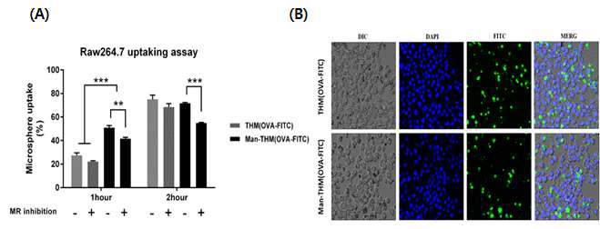 Man-THM (OVA-FITC)의 raw264.7 cell line에 의한 uptaking assay 결과 (A), Raw 264.7 cell에 의한 microparticle의 phagocytosis양상 확인 (B)