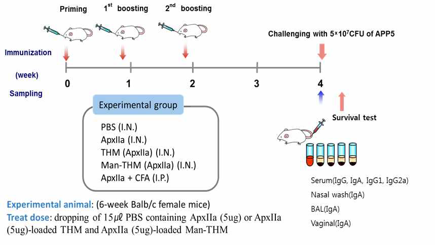 Mouse in vivo immunization 스케줄 및 그룹 분배