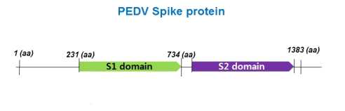 PED 바이러스 spike protein