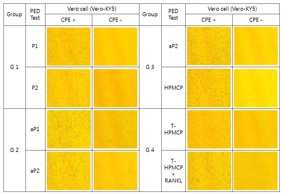자돈 실험 그룹별 정상세포와 CPE 발생 세포