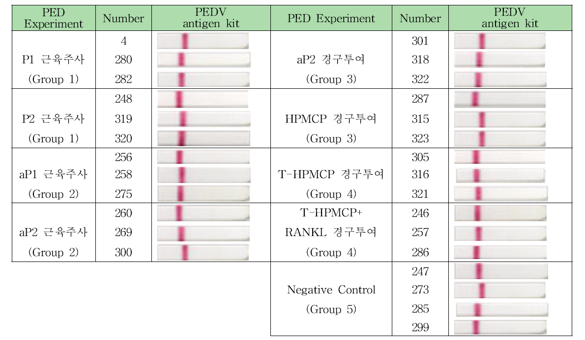 각 자돈 실험군의 PED 바이러스 접종 전 분변 내 PED 바이러스 항원 검사 결과