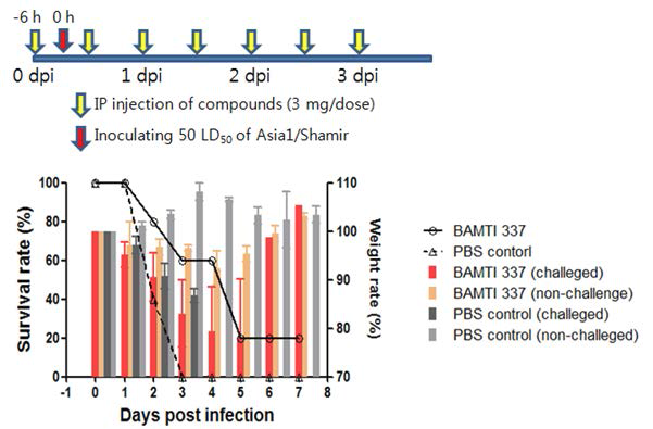 BAMTI-337 화합물의 성체 마우스에서 바이러스 억제효과 실험 결과