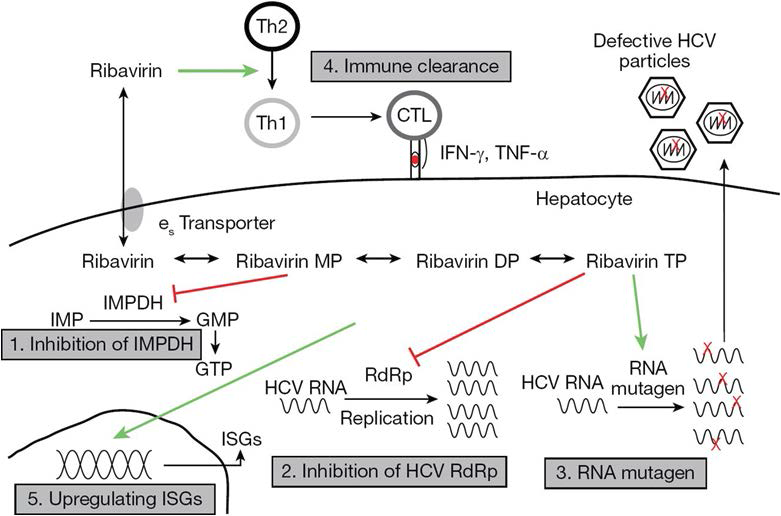 Ribavirin의 항바이러스 작용 기전