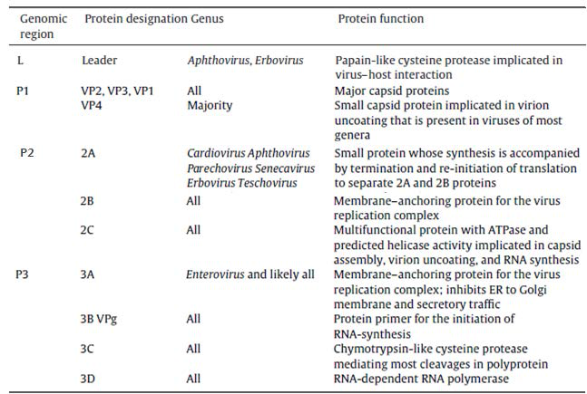 구제역 바이러스가 생산하는 단백질의 종류와 기능