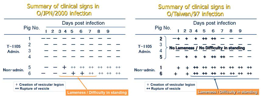 T-1105의 두 가지 지역형 바이러스에 대한 돼지에서의 방어효과