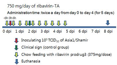 Ribavirin-TA를 사료에 첨가하여 투여 시 SPF 미니돼지에서 구제역바이러스 공격접종에 대한 생존율 측정을 위한 실험 스킴
