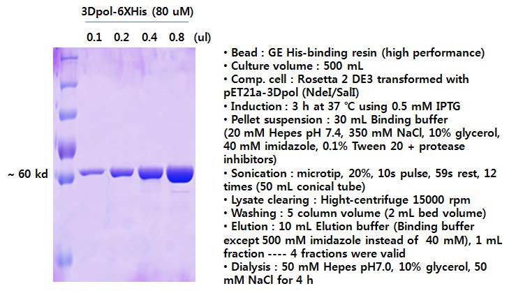 3Dpol-6XHis 단백질 정제