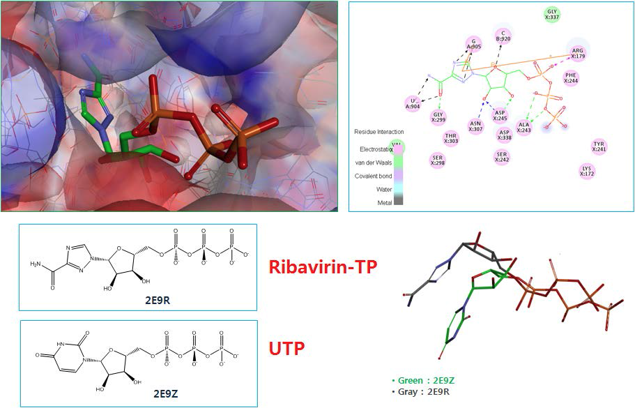 Ribavirin-TP와 UTP의 3Dpol 결합 위치와 상호작용