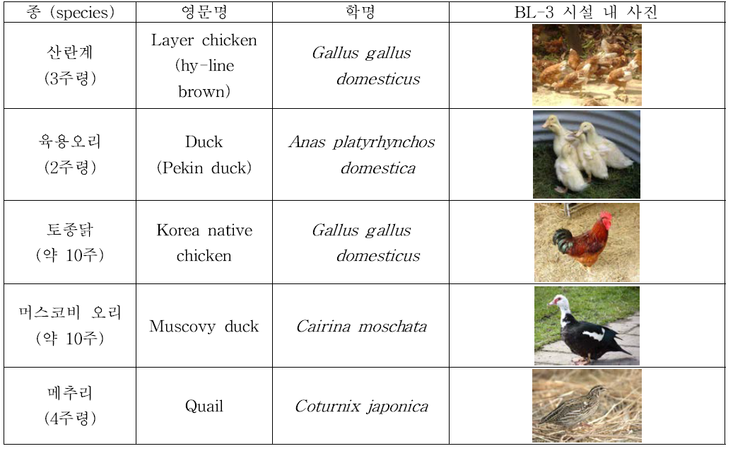 병원성 및 증식성 분석에 사용된 사육 가금류.