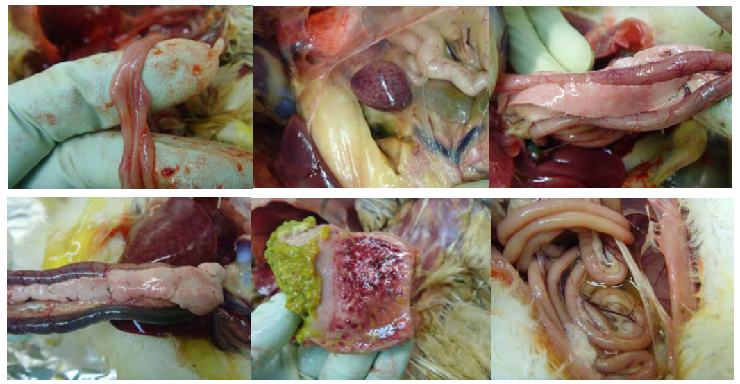 H5N8 바이러스 (clade 2.3.4) 접종 후 사육 가금류 부검 사진.