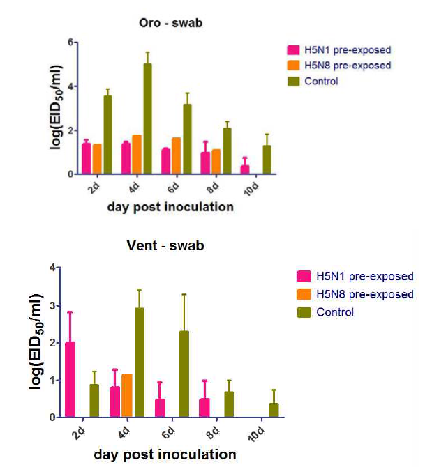 교차방어능 확인을 위한 원앙의 사전 바이러스 감염 후 H5N8 바이러스 공격접종 후 swab sample의 real-time PCR 결과