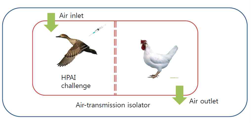 원앙 닭 간 공기전파 실험 모식도