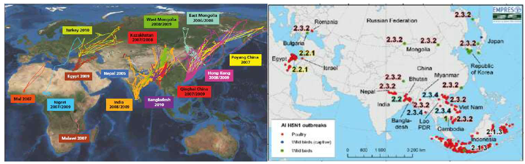 GPS부착 야생조류의 이동경로 모식도 및 HPAI H5N1 clade 분포 양상.