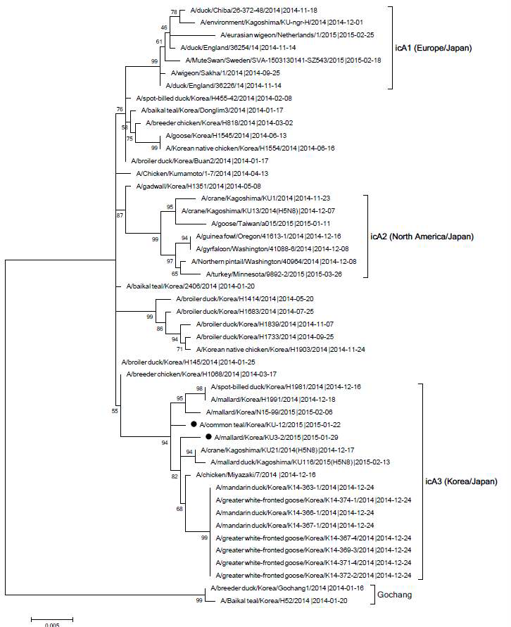 2015년도 야생조류 분리 H5N8 HPAI 바이러스의 phylogenetic analysis 결과