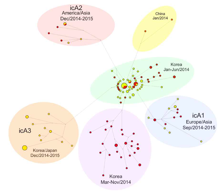 2015년도 야생조류 분리 H5N8 바이러스의 Network phylogenetic analysis 분석 결과