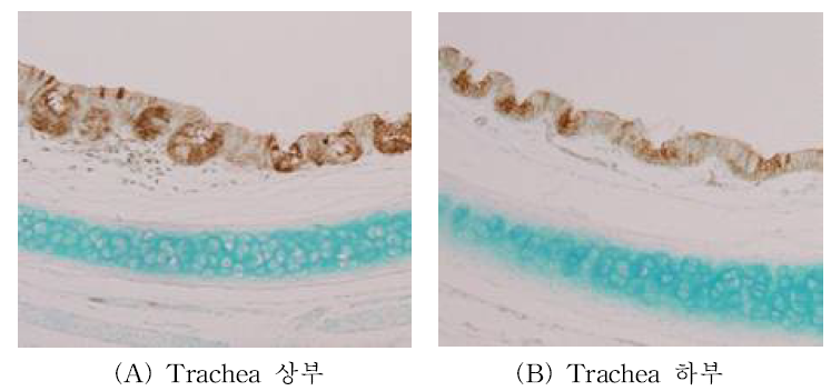 메추리의 α 2,6- linked sialic acid 발현 분석.