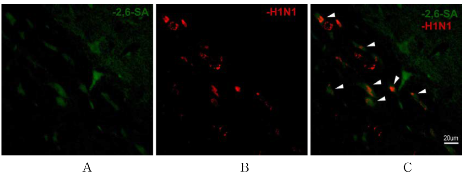 인플루엔자 바이러스 및 receptor dual-labeling을 통한 감염형태 분석.