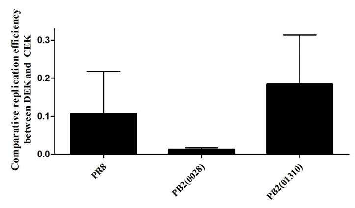 PB2 재조합 바이러스의 CEK 대비 DEK 증식성 비교