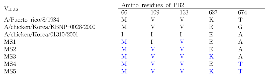 PR8을 기반으로 한 01310 PB2 유전자 돌연변이 재조합 바이러스 제작.