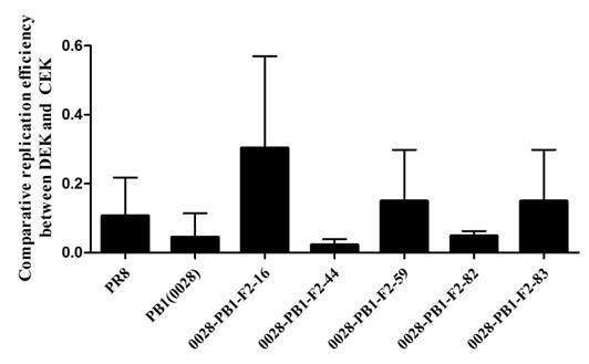 PB1-F2 유전자 돌연변이 재조합 바이러스의 DEK/CEK 상대증식성 비교.