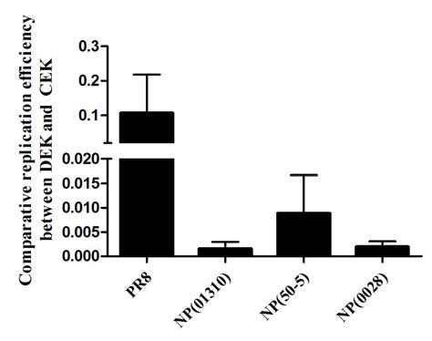 NP 유전자 재조합 PR8 바이러스의 DEK/CEK 상대증식성 비교